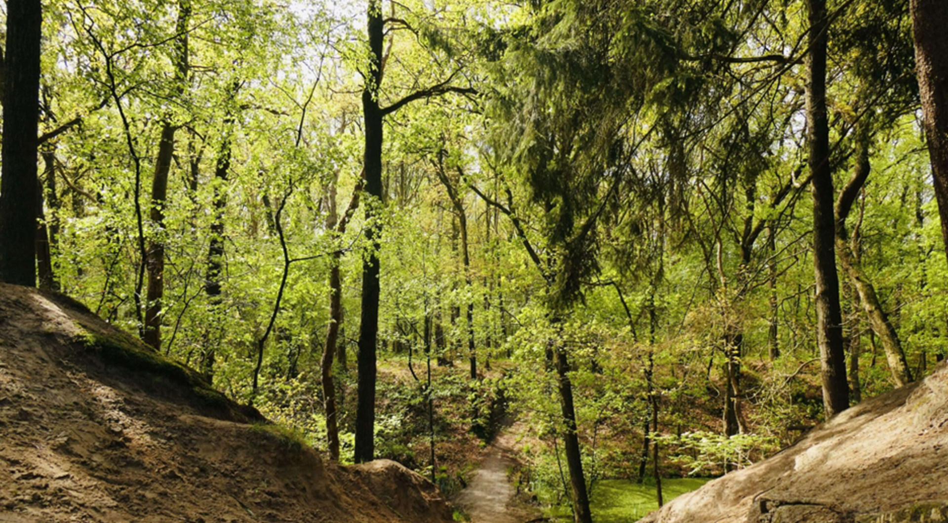Kenmerkend beeld van bosgebied Schoonhoven.