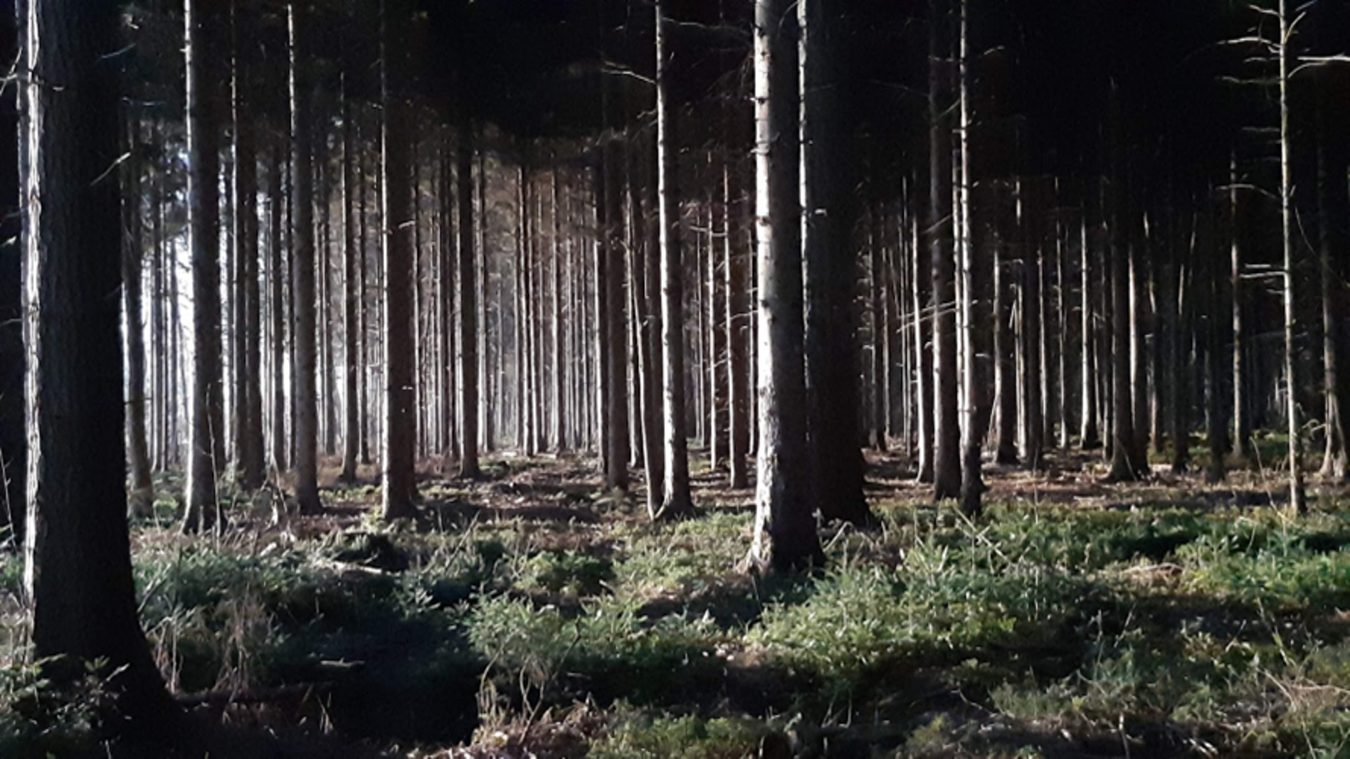 De 'Tolkin'-achtige fijnsparbossen zijn vanwege de aantasting van de letterzetter aan het verdwijnen. Deze houttor zag zijn kans schoon toen de bomen door verdroging en verzuring het moeilijk kregen.
