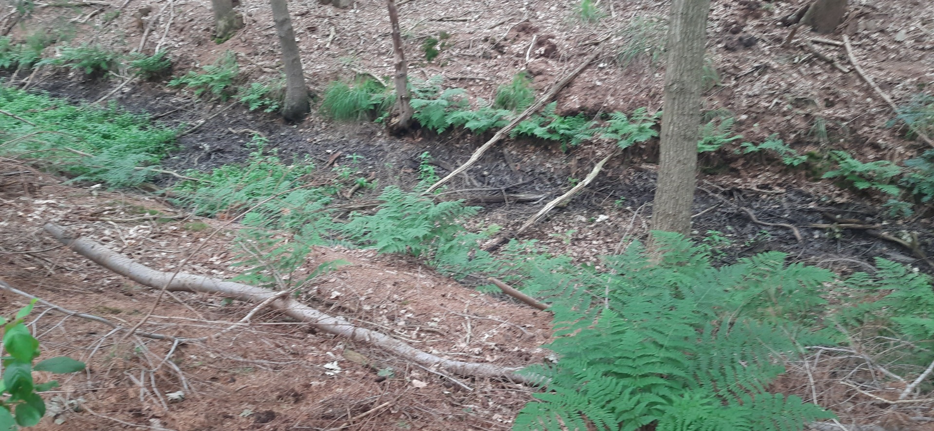 Het dikkere dode hout moet eerst uit de wijk worden verwijderd waarna een amfibische kraan er een laagje specie uit kan scheppen.