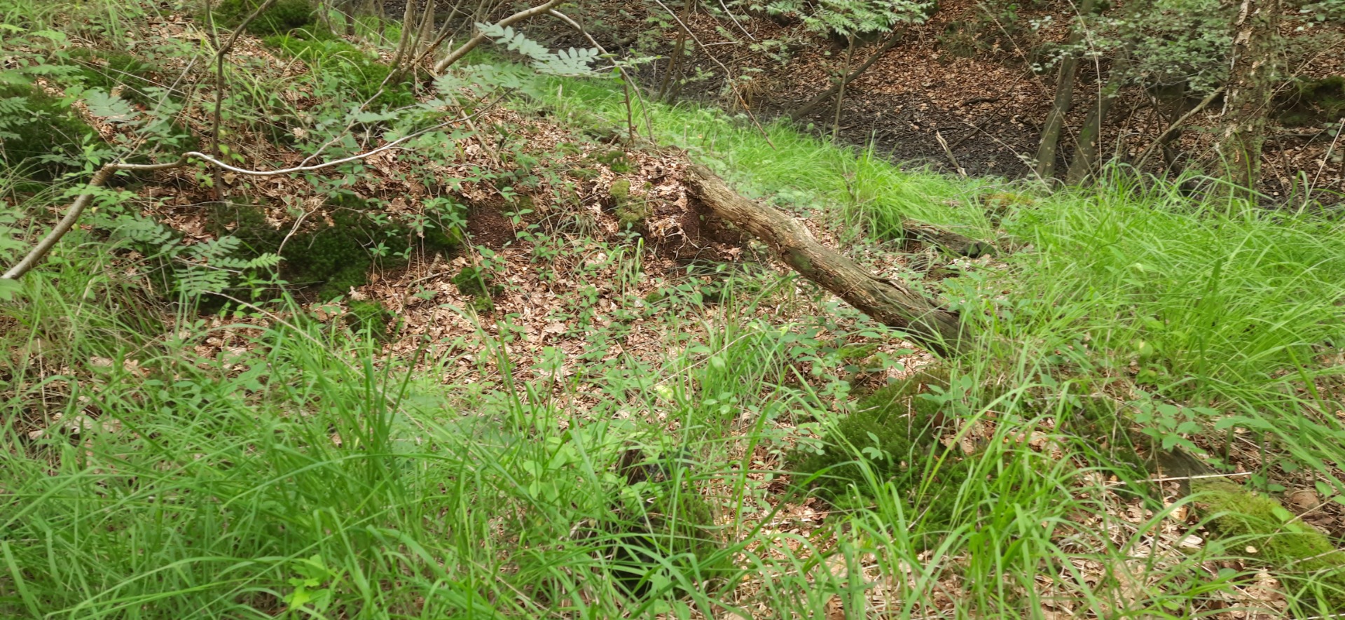 Een onderduikershol aan de Boswijk.